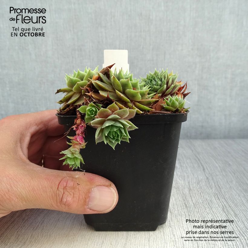 Esemplare di Sempervivum Feldmaier - Semprevivo Vasetto da 8/9 cm come consegnato in autunno