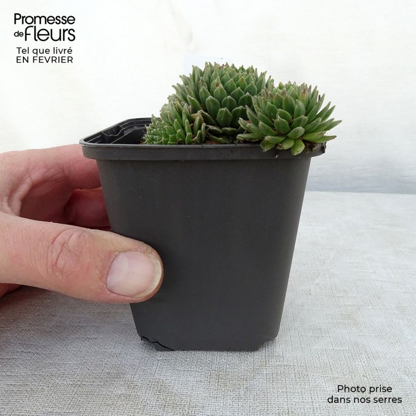 Sempervivum Gemengd - Semprevivo Vasetto da 8/9 cm esemplare consegnato in inverno