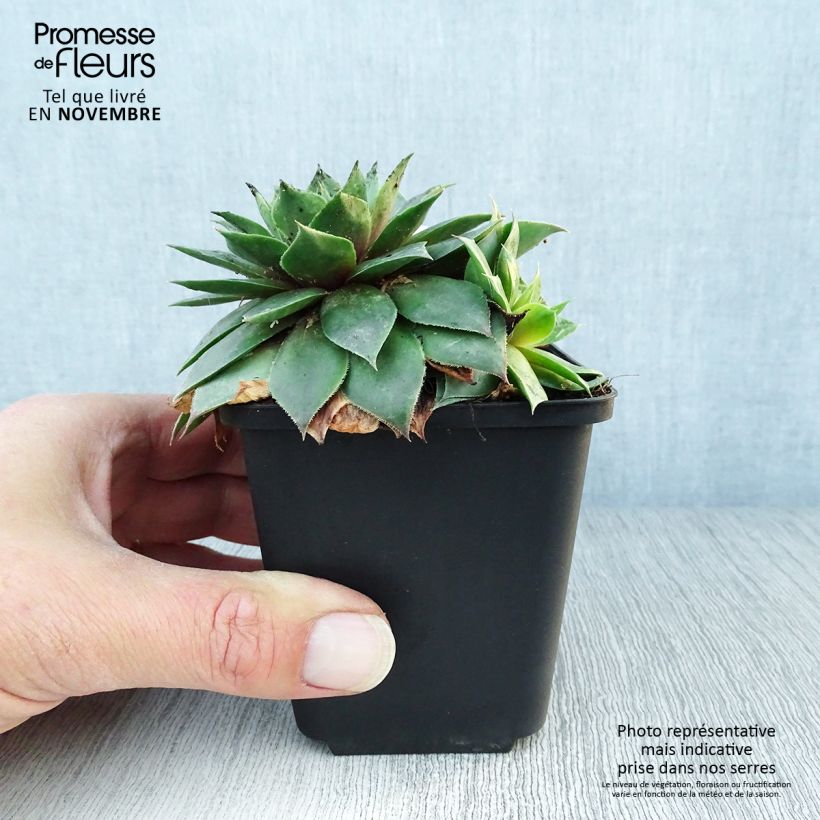 Esemplare di Sempervivum Gemengd - Semprevivo Vasetto da 8/9 cm come consegnato in autunno