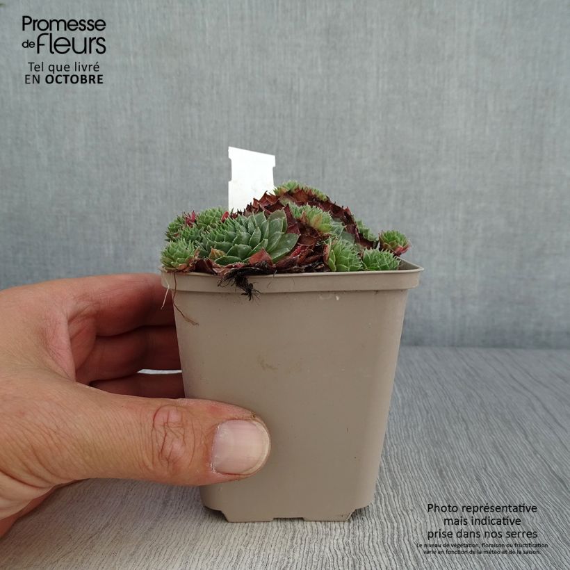 Esemplare di Sempervivum Granat - Semprevivo Vasetto da 8/9 cm come consegnato in autunno