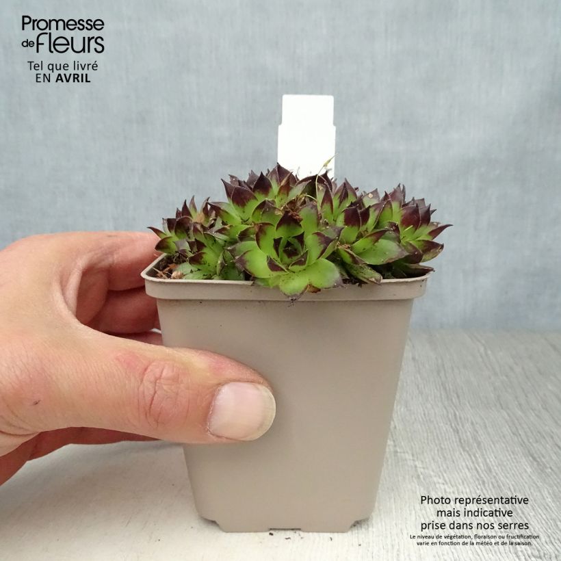 Sempervivum Noir - Semprevivo Vasetto da 8/9 cm esemplare consegnato in primavera