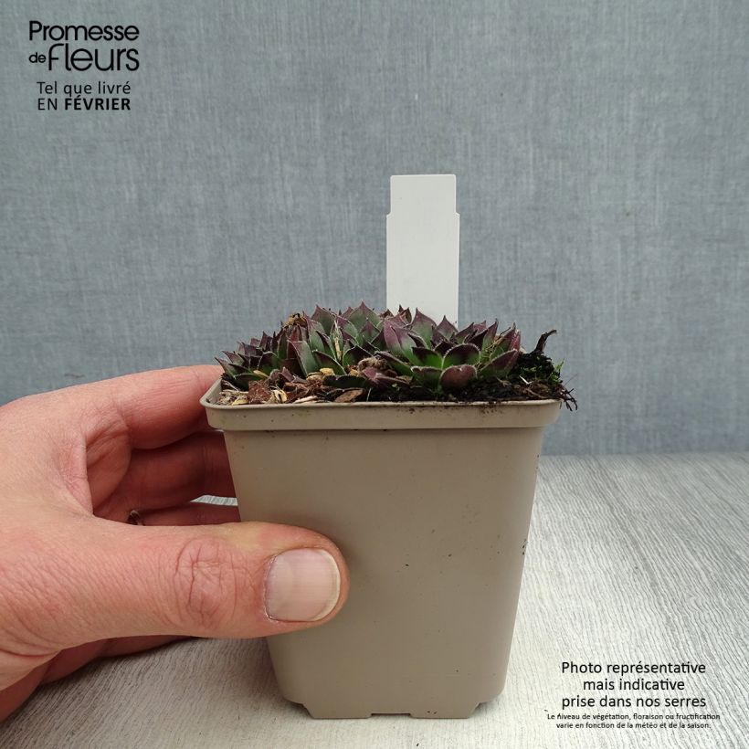 Sempervivum Noir - Semprevivo Vasetto da 8/9 cm esemplare consegnato in inverno