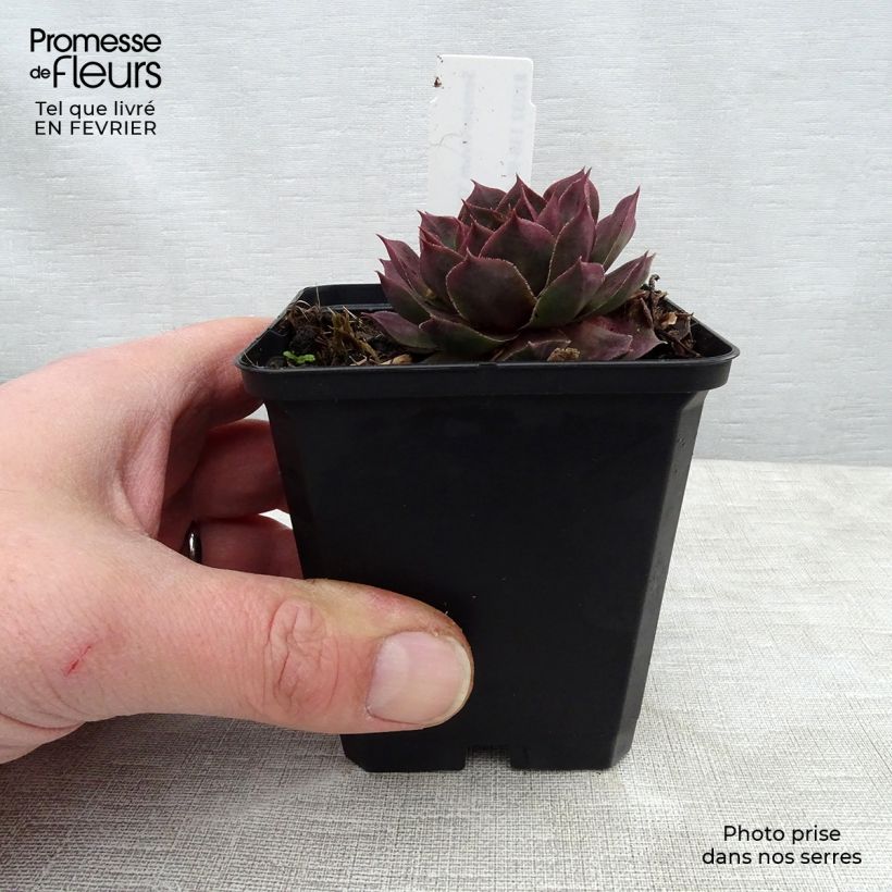 Sempervivum Othello - Semprevivo Vasetto da 8/9 cm esemplare consegnato in inverno