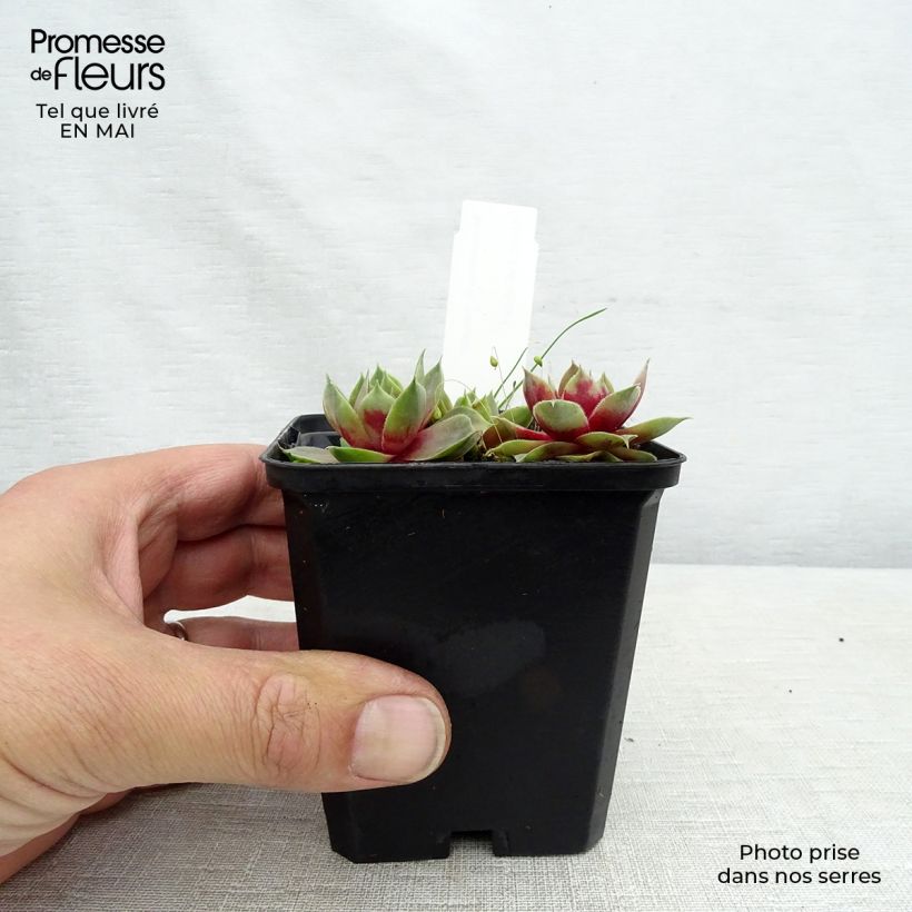 Sempervivum Othello - Semprevivo Vasetto da 8/9 cm esemplare consegnato in primavera