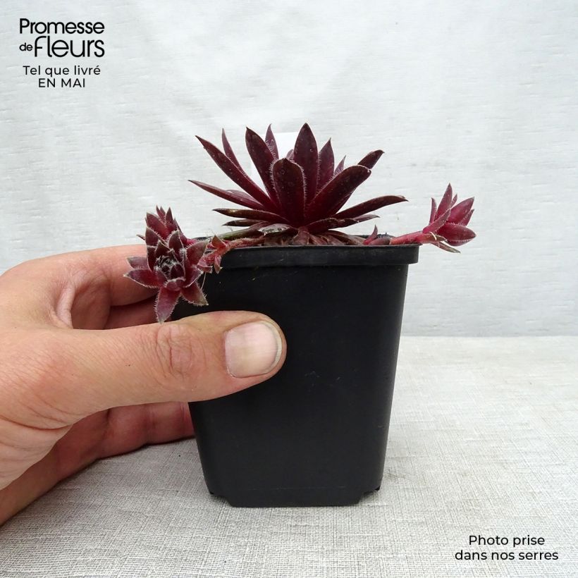 Sempervivum Pilatus - Semprevivo Vasetto da 8/9 cm esemplare consegnato in primavera