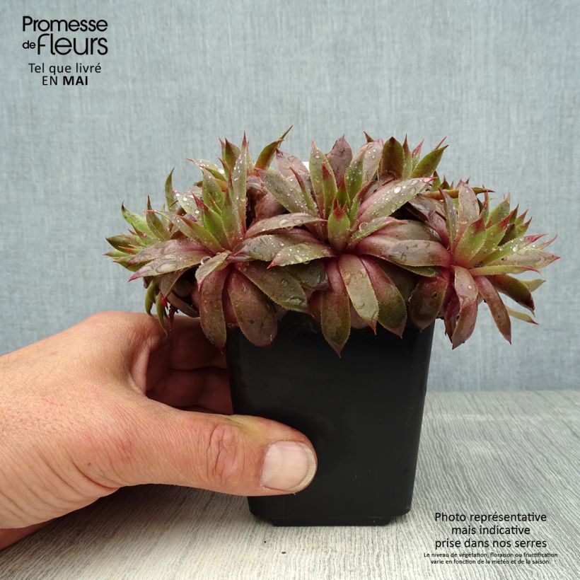 Sempervivum Purple Beauty - Semprevivo Vasetto da 8/9 cm esemplare consegnato in primavera