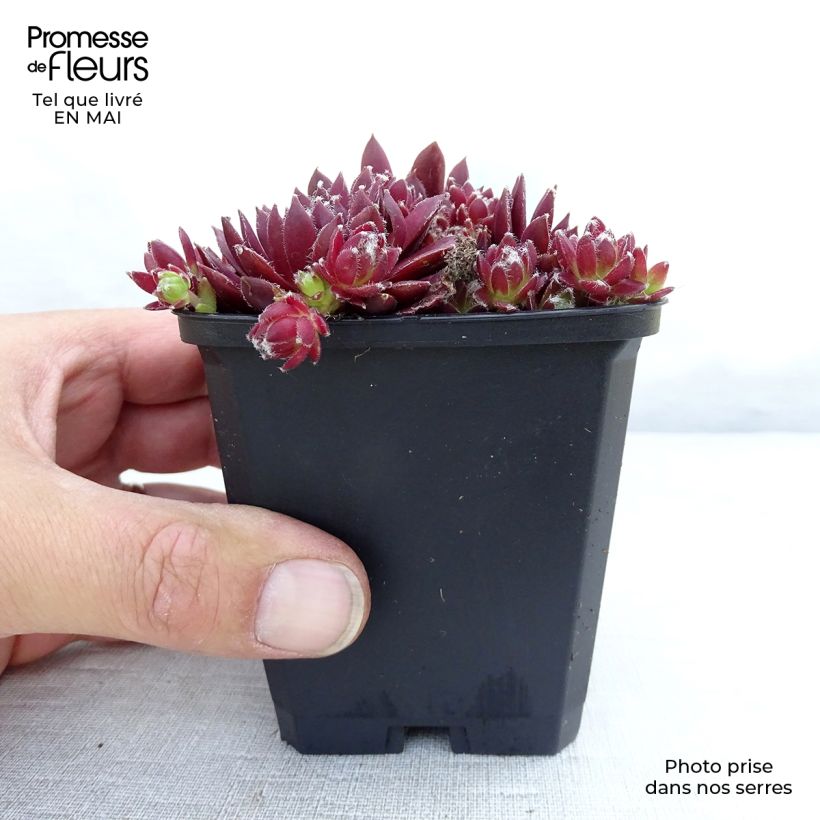 Sempervivum Silberkarneol - Semprevivo Vasetto da 8/9 cm esemplare consegnato in primavera