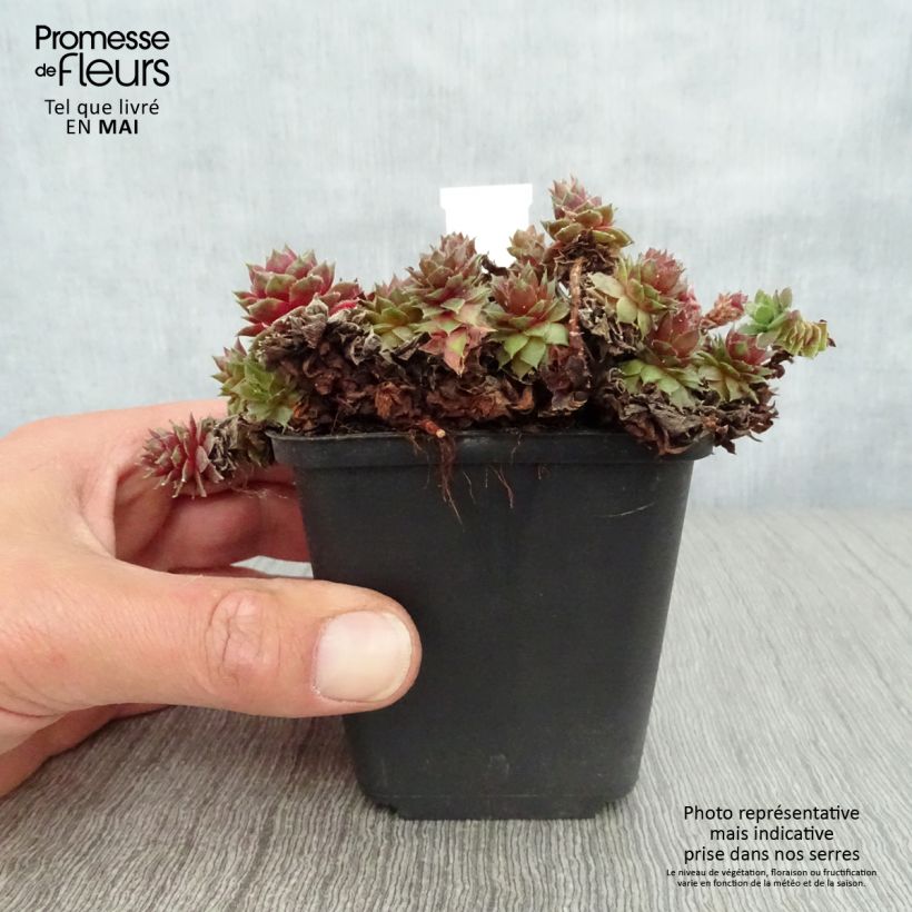 Sempervivum erythraeum Red Velvet Vasetto da 8/9 cm esemplare consegnato in primavera