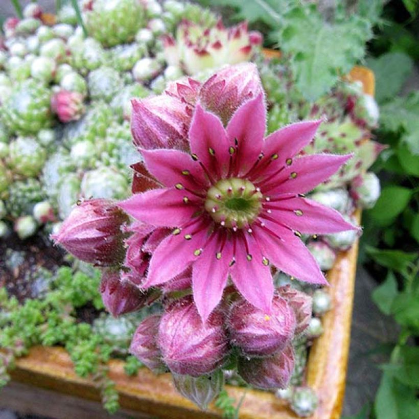 Sempervivum arachnoideum - Semprevivo ragnateloso (Fioritura)