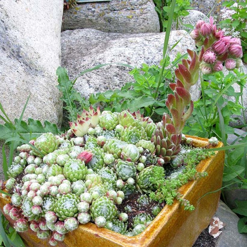 Sempervivum arachnoideum - Semprevivo ragnateloso (Porto)