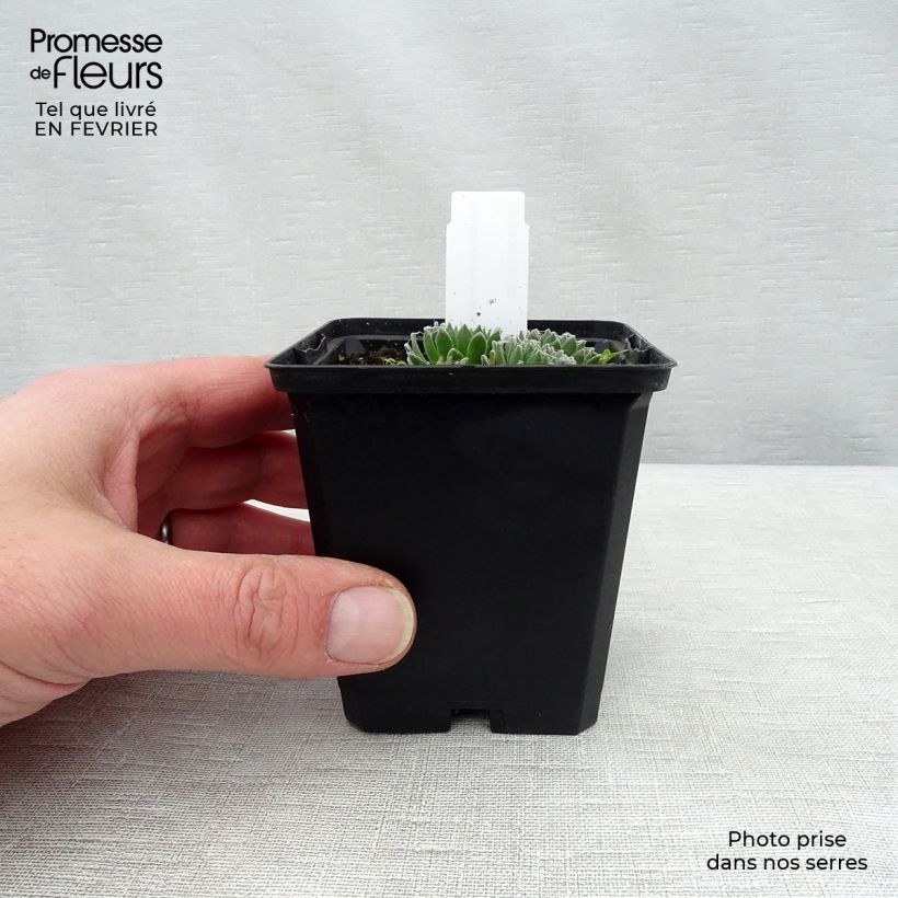 Sempervivum arachnoideum - Semprevivo ragnateloso Vasetto da 8/9 cm esemplare consegnato in inverno