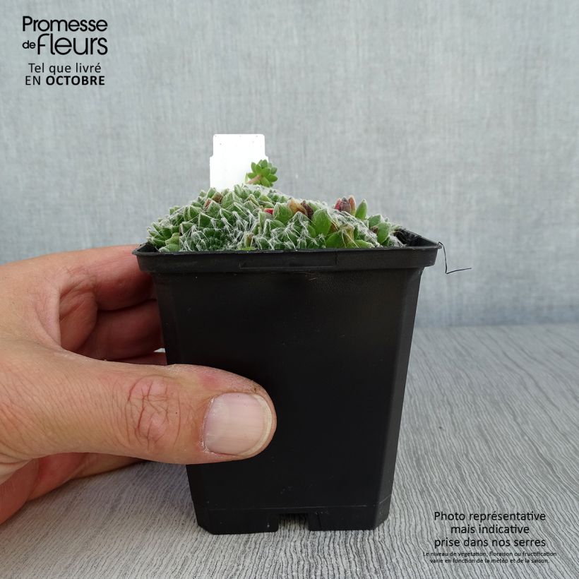 Esemplare di Sempervivum arachnoideum - Semprevivo ragnateloso Vasetto da 8/9 cm come consegnato in autunno