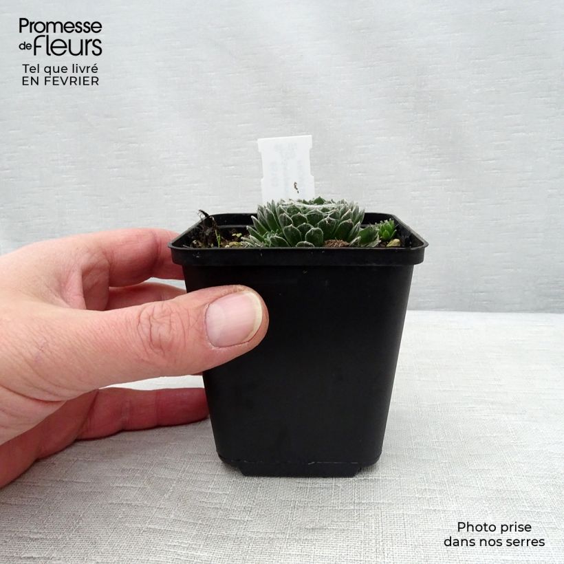 Sempervivum arachnoideum Rubrum - Semprevivo ragnateloso Vasetto da 8/9 cm esemplare consegnato in inverno