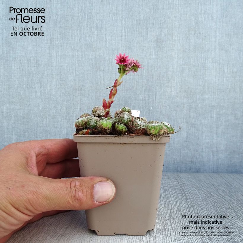 Esemplare di Sempervivum arachnoideum Rubrum - Semprevivo ragnateloso Vasetto da 8/9 cm come consegnato in autunno