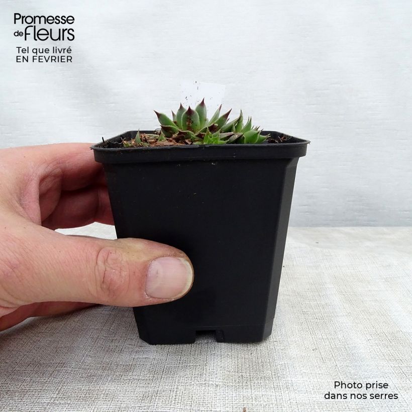 Sempervivum calcareum - Semprevivo del calcare Vasetto da 8/9 cm esemplare consegnato in inverno