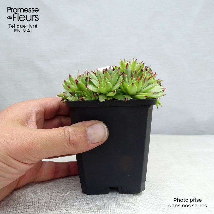 Sempervivum calcareum - Semprevivo del calcare Vasetto da 8/9 cm esemplare consegnato in primavera
