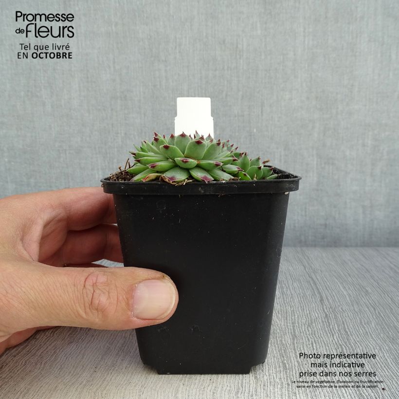 Esemplare di Sempervivum calcareum - Semprevivo del calcare Vasetto da 8/9 cm come consegnato in autunno