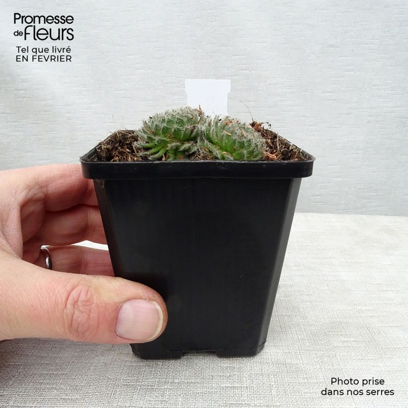 Sempervivum ciliosum var. borisii Vasetto da 8/9 cm esemplare consegnato in inverno