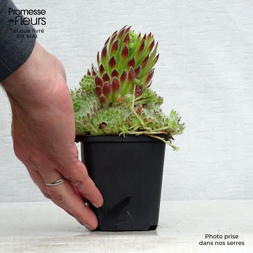Sempervivum ciliosum var. borisii Vasetto da 8/9 cm esemplare consegnato in primavera