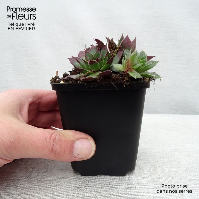 Sempervivum tectorum - Semprevivo maggiore Vasetto da 8/9 cm esemplare consegnato in inverno
