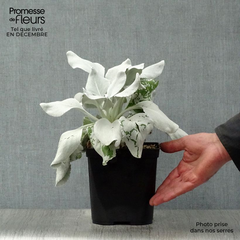 Senecio cineraria var. candicans Angel Wings Vaso da 2L/3L esemplare consegnato in inverno
