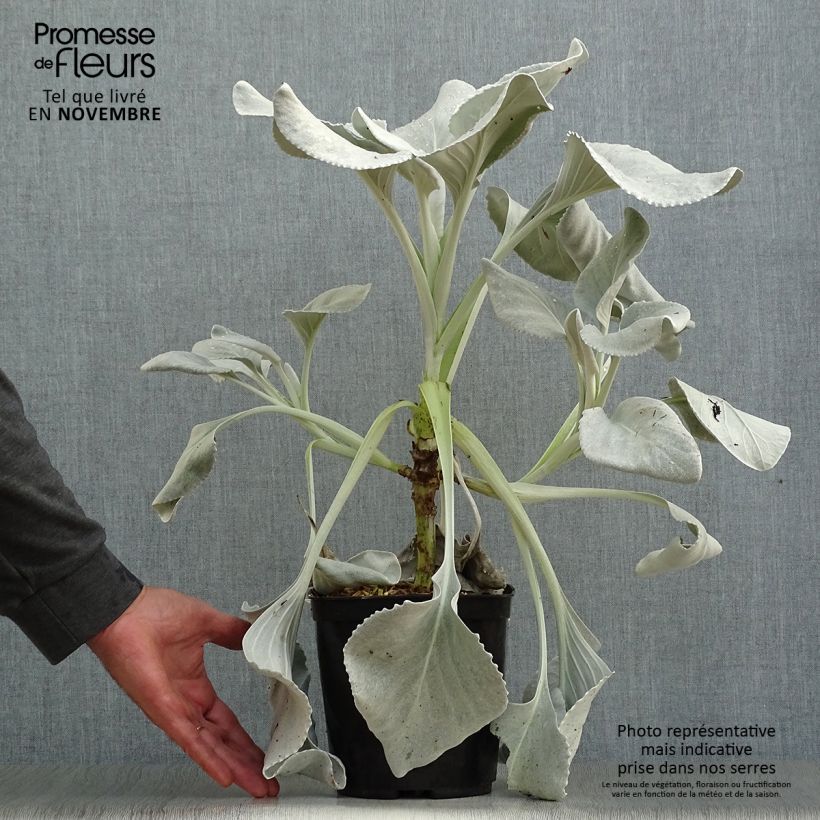 Esemplare di Senecio cineraria var. candicans Angel Wings Vaso da 2L/3L come consegnato in autunno