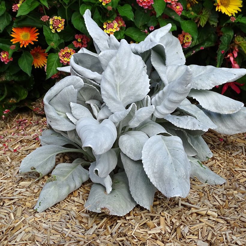 Senecio cineraria var. candicans Angel Wings (Porto)