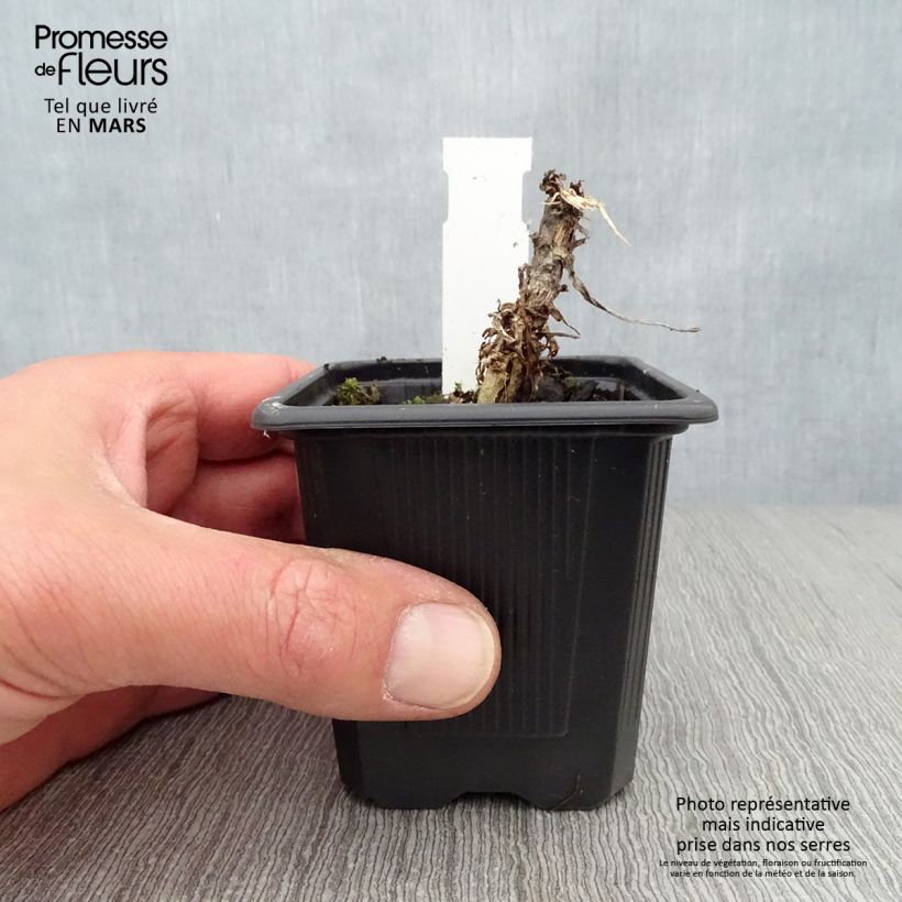 Senecio Donkey's Ears Vasetto da 8/9 cm esemplare consegnato in primavera