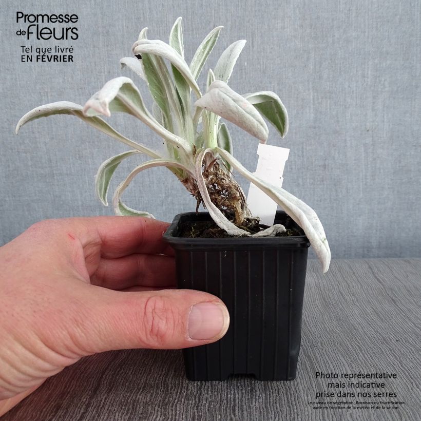 Senecio Donkey's Ears Vasetto da 8/9 cm esemplare consegnato in inverno