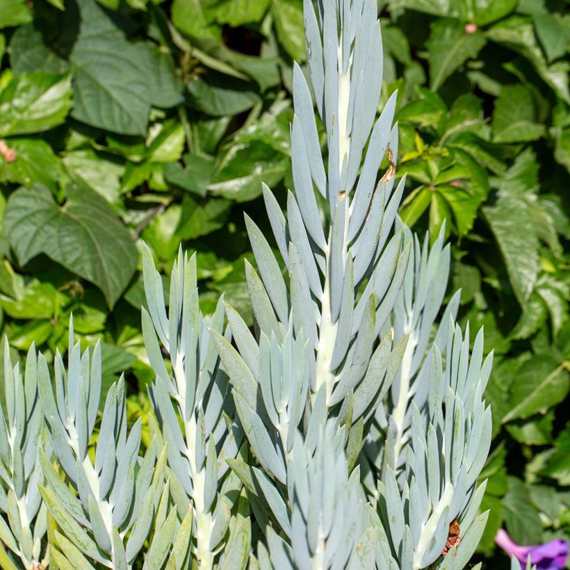 Senecio ficoides (Fogliame)