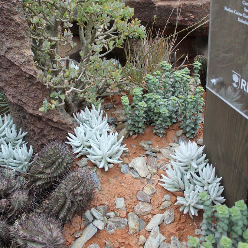 Senecio hawortii (Porto)