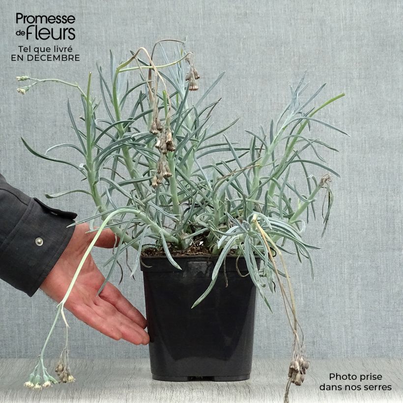 Senecio talinoides subsp. mandraliscae - Cleinia Vaso da 2L/3L esemplare consegnato in inverno