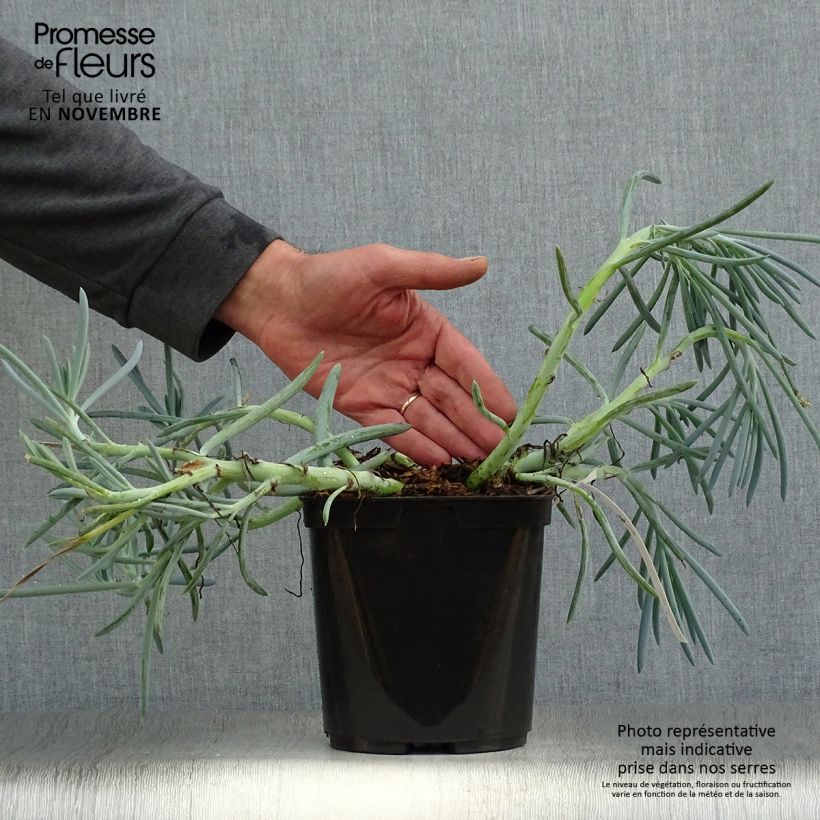 Esemplare di Senecio talinoides subsp. mandraliscae - Cleinia Vaso da 2L/3L come consegnato in autunno