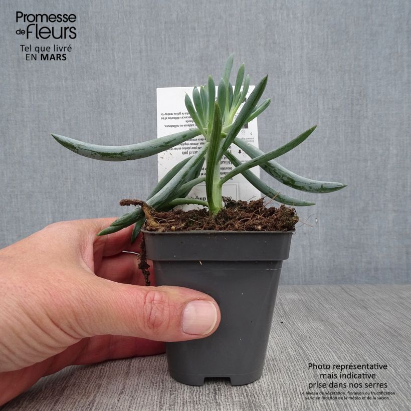 Senecio talinoides subsp. mandraliscae - Cleinia Vasetto da 8/9 cm esemplare consegnato in primavera