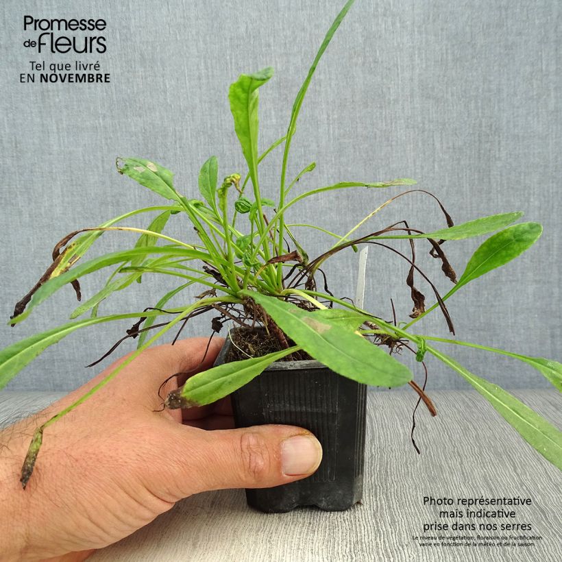Esemplare di Senecio polyodon Vasetto da 8/9 cm come consegnato in autunno