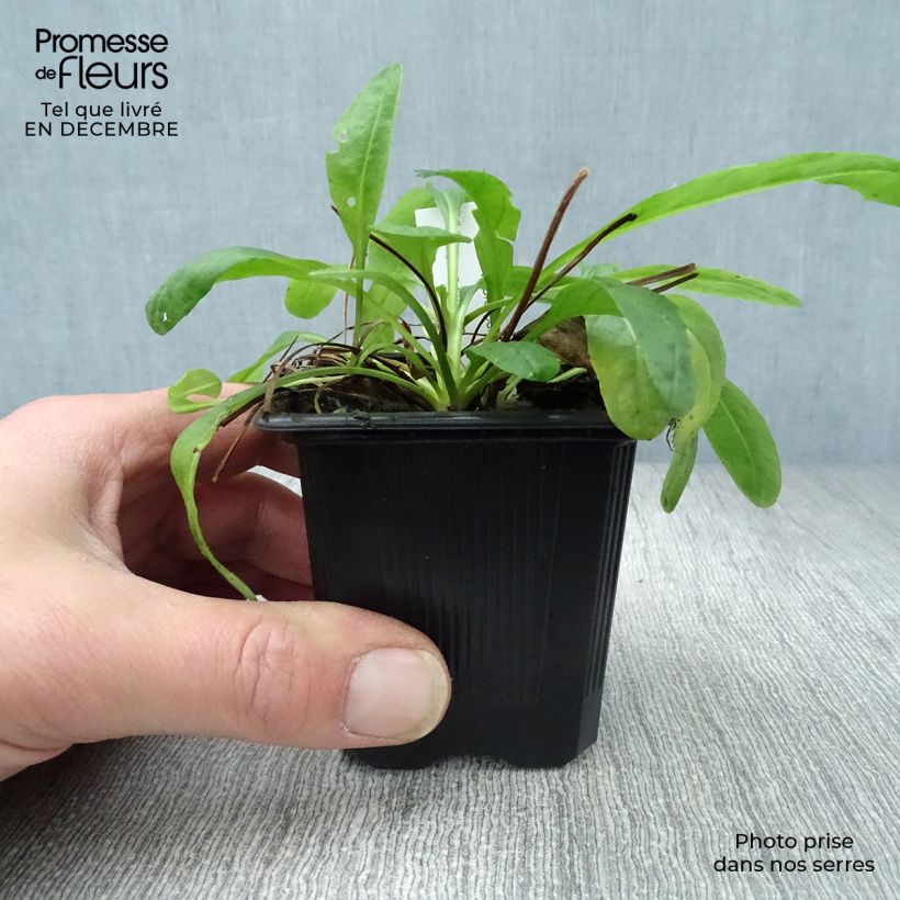 Senecio polyodon Vasetto da 8/9 cm esemplare consegnato in inverno