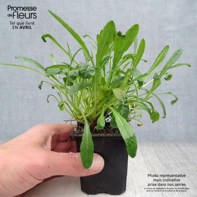 Senecio polyodon Vasetto da 8/9 cm esemplare consegnato in primavera