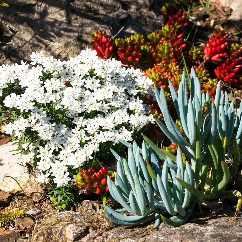 Senecio serpens (Porto)