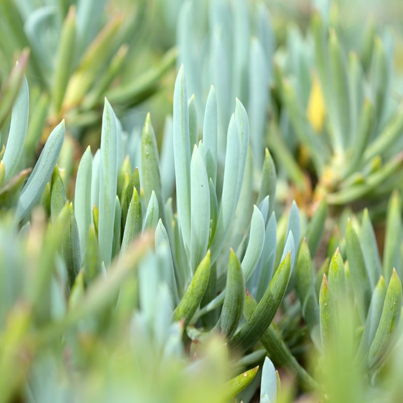 Senecio serpens Dwarf Blue (Fogliame)