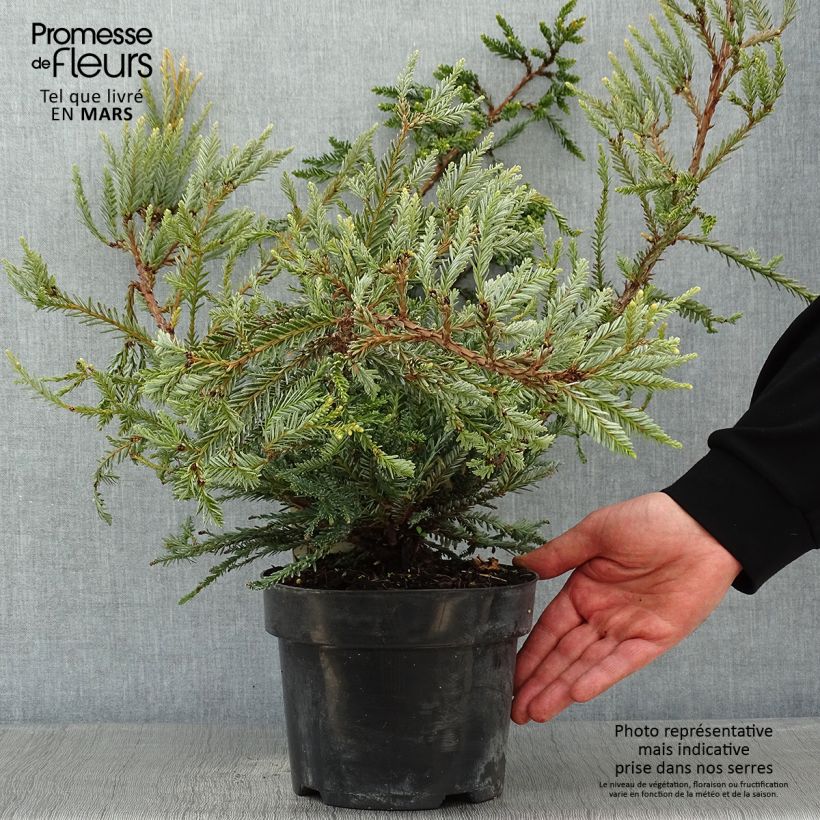 Sequoia sempervirens Adpressa Vaso da 3L/4L esemplare consegnato in inverno