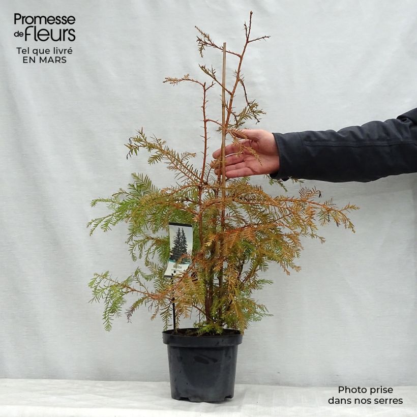 Sequoia sempervirens Vaso da 3L/4L esemplare consegnato in primavera