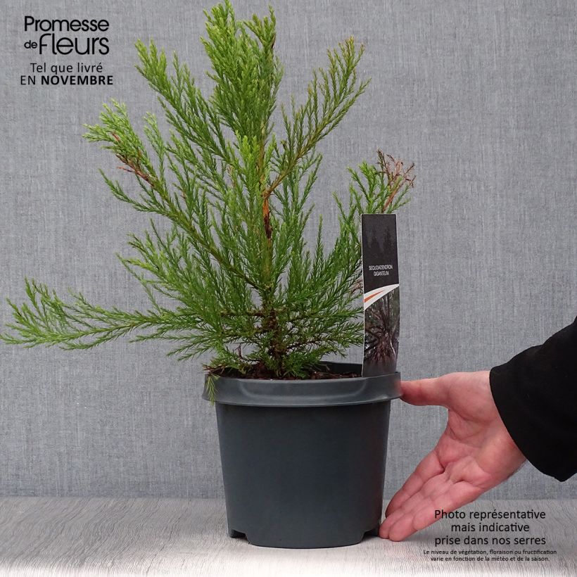 Esemplare di Sequoiadendron giganteum - Sequoia gigante Vaso da 2L/3L come consegnato in autunno