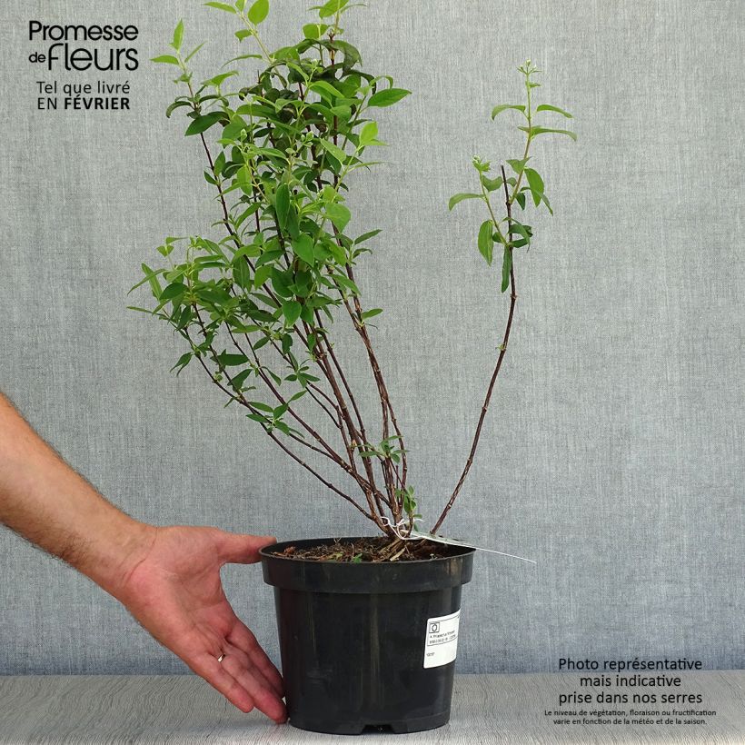 Esemplare di Philadelphus Snowbelle - Filadelfo Vaso da 2L/3L come consegnato in autunno