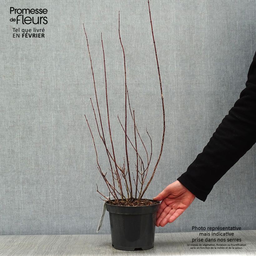 Philadelphus Snowbelle - Filadelfo Vaso da 2L/3L esemplare consegnato in inverno