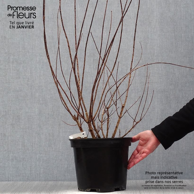 Philadelphus Snowbelle - Filadelfo Vaso da 7,5L/10L esemplare consegnato in inverno