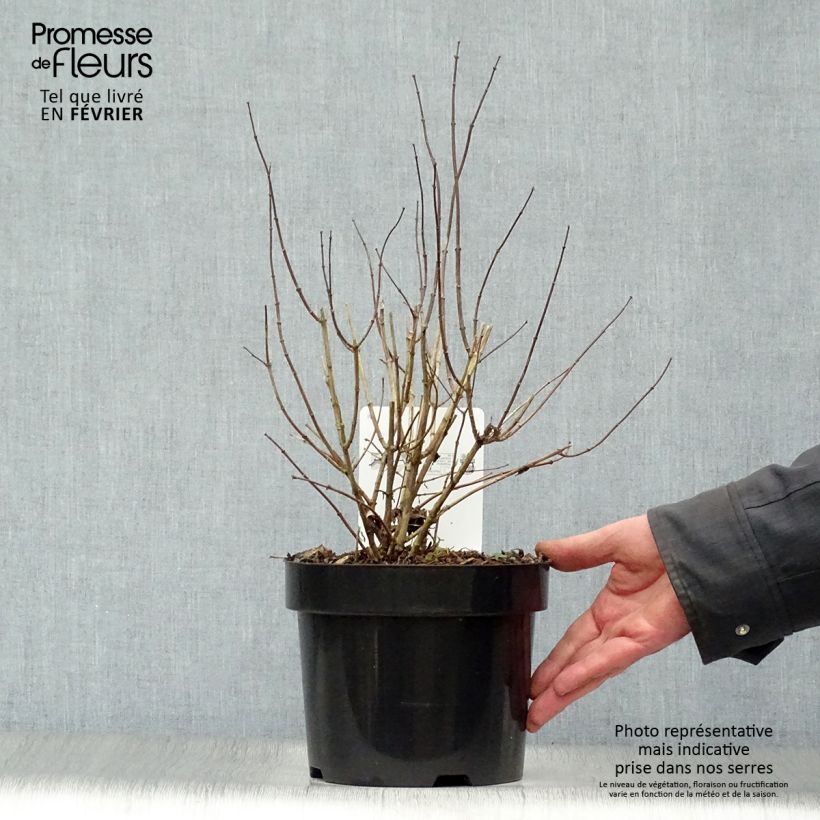 Philadelphus virginalis Albâtre - Filadelfo Vaso da 3L/4L esemplare consegnato in inverno