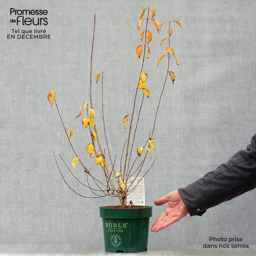 Philadelphus lemoinei Innocence - Filadelfo Vaso da 3L/4L esemplare consegnato in inverno