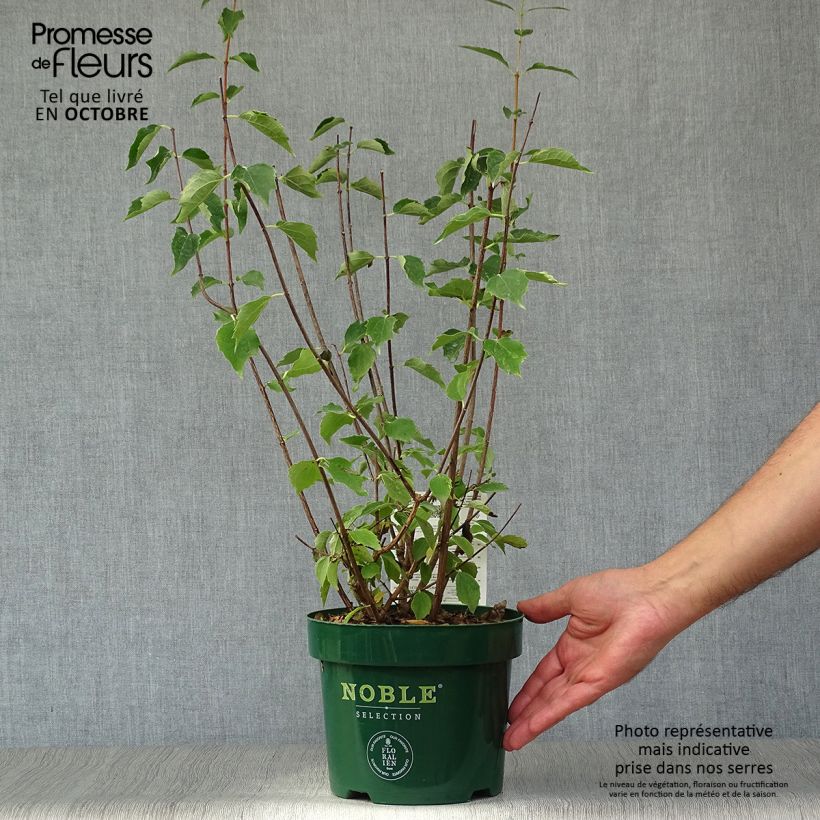Esemplare di Philadelphus lemoinei Innocence - Filadelfo Vaso da 3L/4L come consegnato in autunno