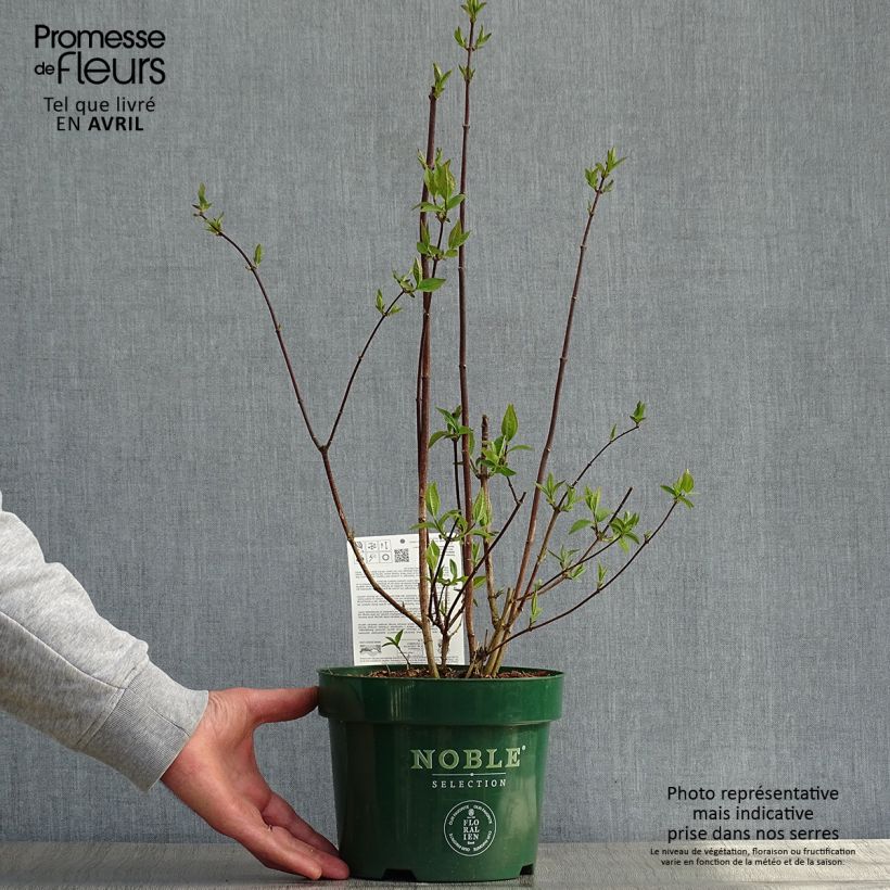 Philadelphus Starbright - Filadelfo Vaso da 3L/4L esemplare consegnato in primavera