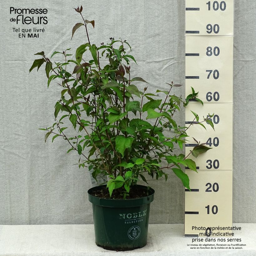 Philadelphus Starbright - Filadelfo Vaso da 7,5L/10L esemplare consegnato in primavera